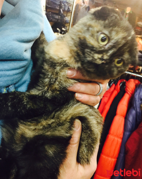 Scottish Fold, Kedi  Miya fotoğrafı
