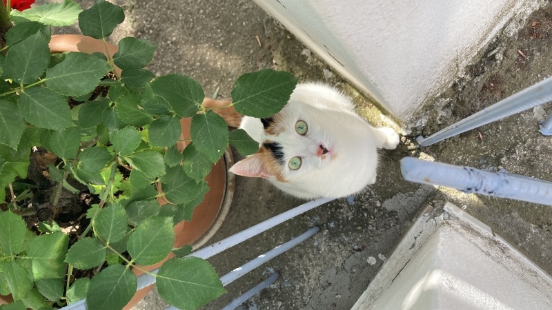 Tekir Kedi, Kedi  pusu fotoğrafı