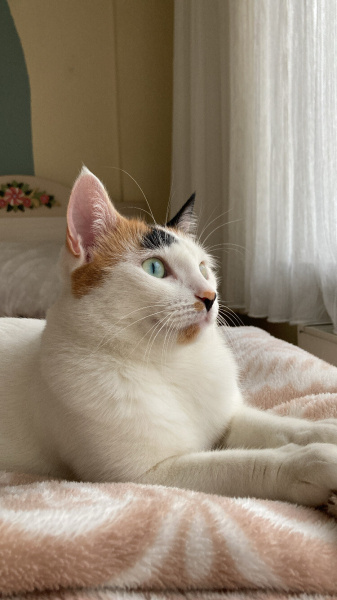 Tekir Kedi, Kedi  pusu fotoğrafı