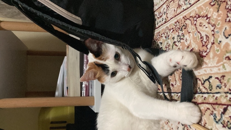 Tekir Kedi, Kedi  pusu fotoğrafı