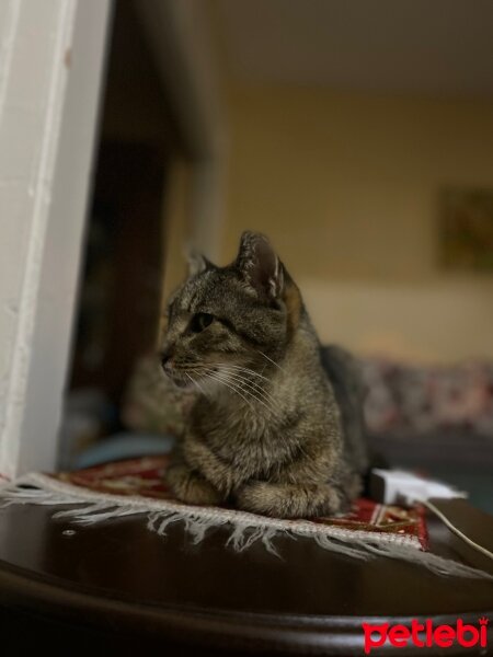 Tekir Kedi, Kedi  Nar fotoğrafı