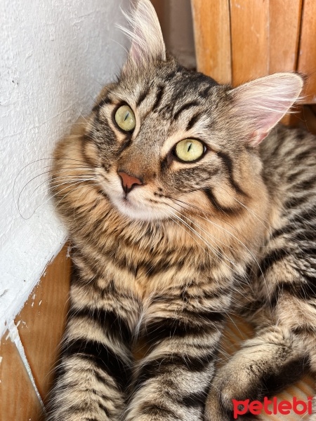 Tekir Kedi, Kedi  Yumak fotoğrafı
