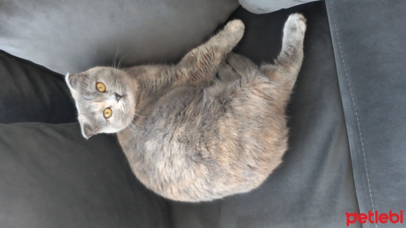 Scottish Fold, Kedi  Luna fotoğrafı