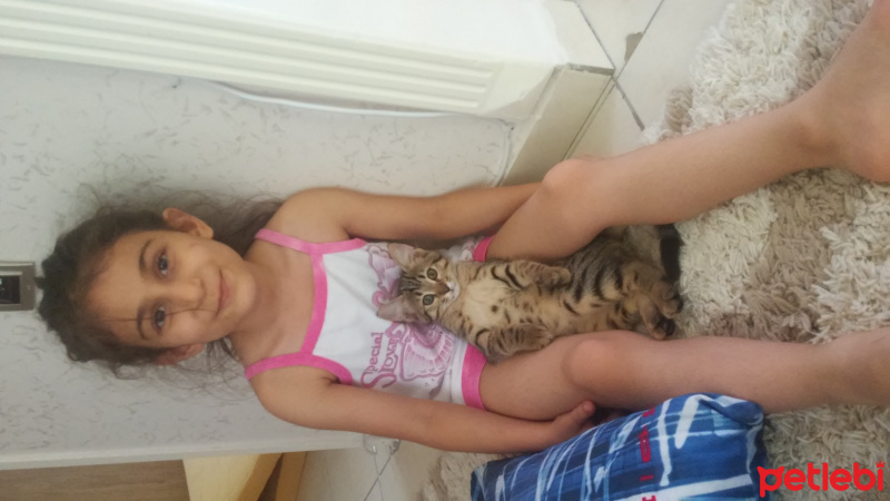 Tekir Kedi, Kedi  avges fotoğrafı