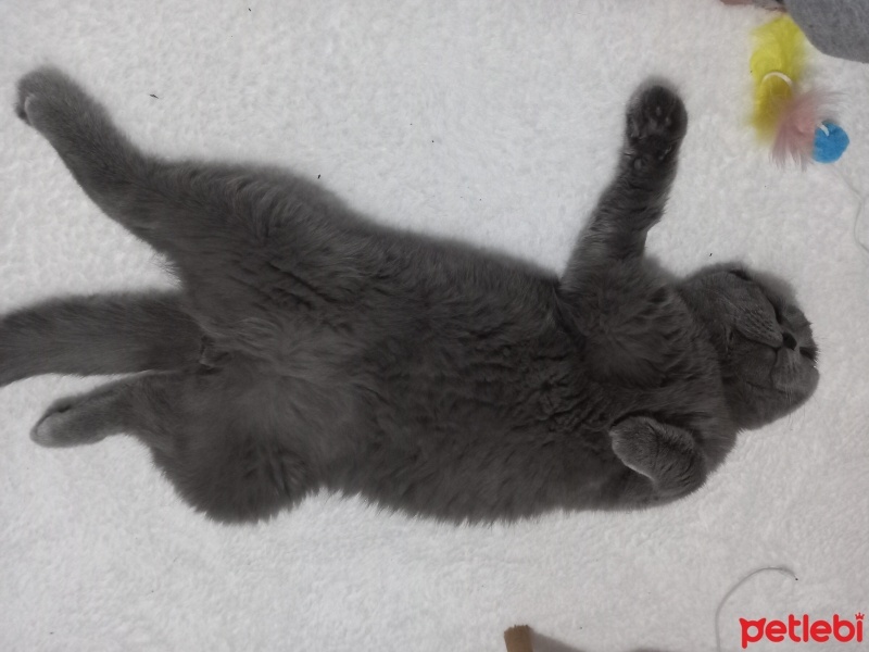 Scottish Fold, Kedi  Loki fotoğrafı