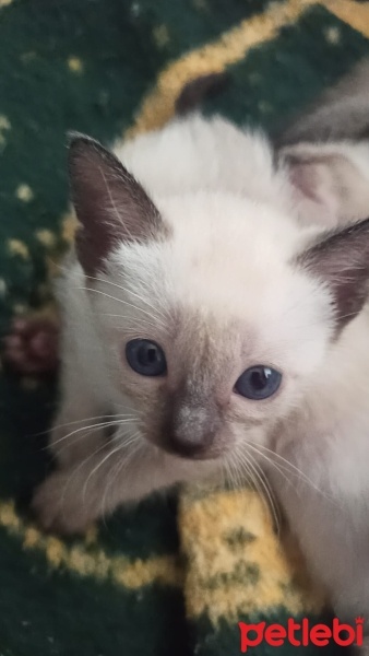 Siyam Kedisi, Kedi  Boncuk fotoğrafı