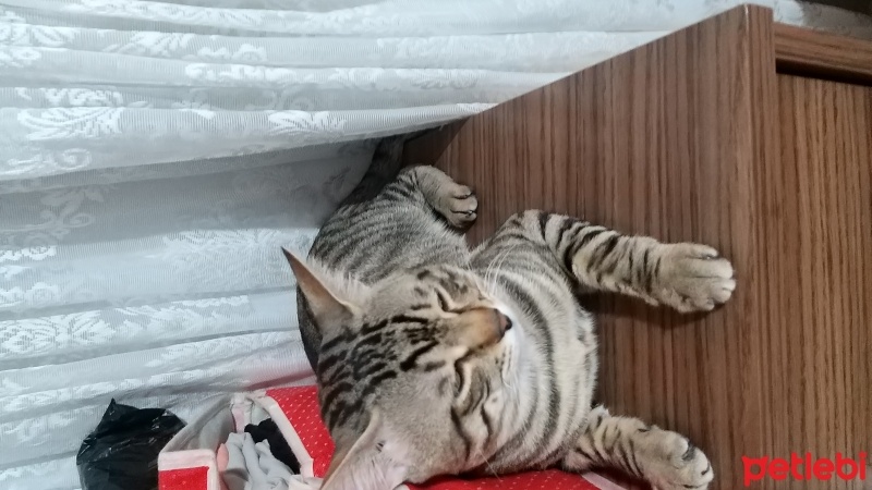 Tekir Kedi, Kedi  Pati fotoğrafı