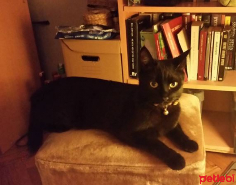Bombay, Kedi  salem fotoğrafı