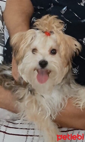 Maltese, Köpek  SUZİ fotoğrafı