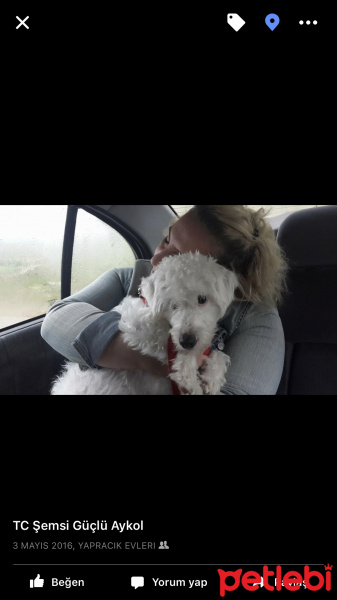 Maltese, Köpek  Hamlet fotoğrafı