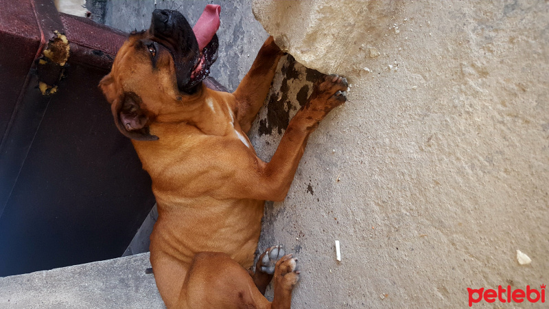 Boxer, Köpek  Aris fotoğrafı