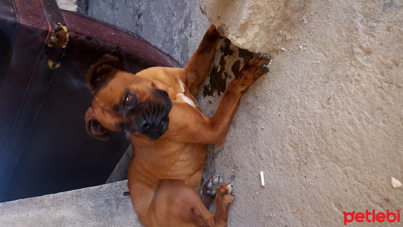 Boxer, Köpek  Aris fotoğrafı