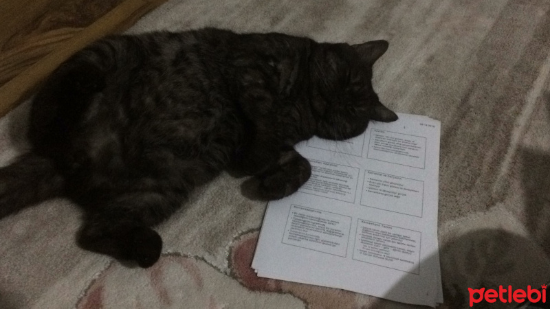 British Shorthair, Kedi  Garip fotoğrafı