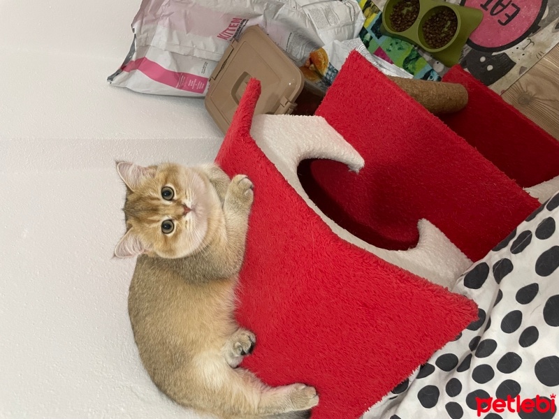 British Shorthair, Kedi  Mia fotoğrafı