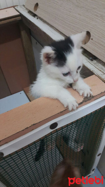 Ankara Kedisi, Kedi  Pamuk fotoğrafı