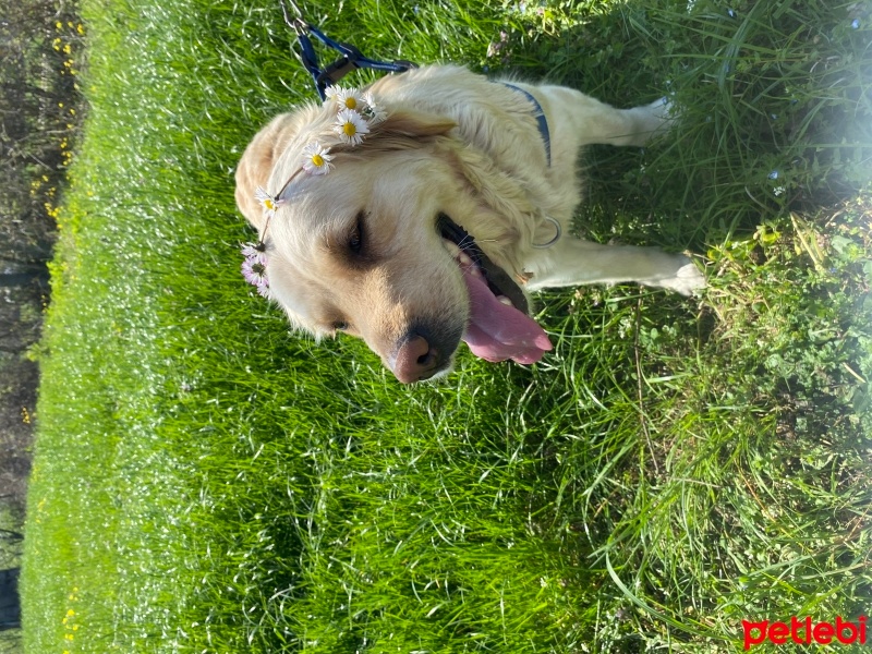Golden Retriever, Köpek  Yoda fotoğrafı