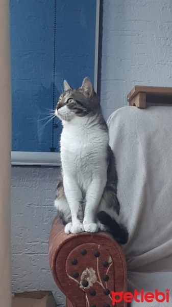 Tekir Kedi, Kedi  Zeytin fotoğrafı