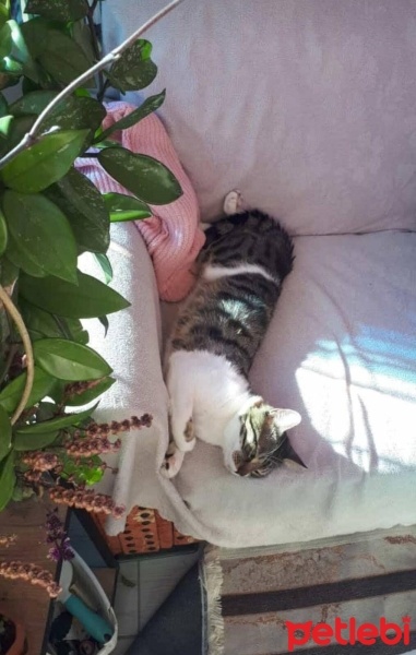 Tekir Kedi, Kedi  Zeytin fotoğrafı