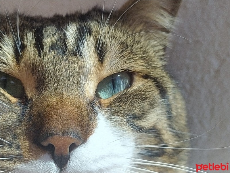Tekir Kedi, Kedi  Zeytin fotoğrafı