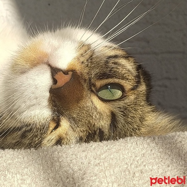 Tekir Kedi, Kedi  Zeytin fotoğrafı