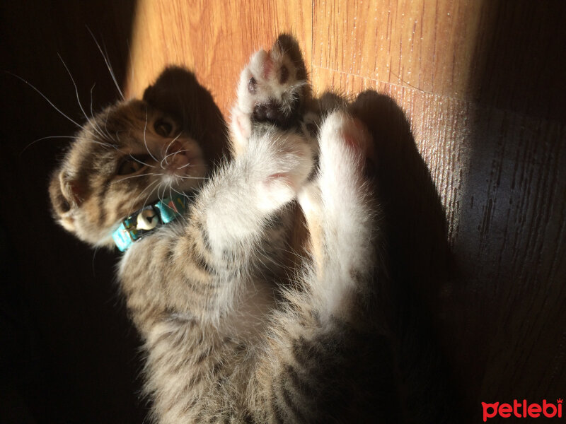 Scottish Fold, Kedi  Ares fotoğrafı