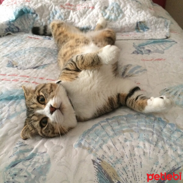 Scottish Fold, Kedi  Ares fotoğrafı