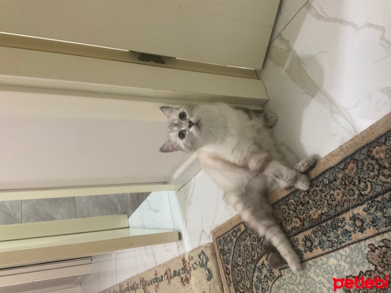 British Shorthair, Kedi  Sultan fotoğrafı