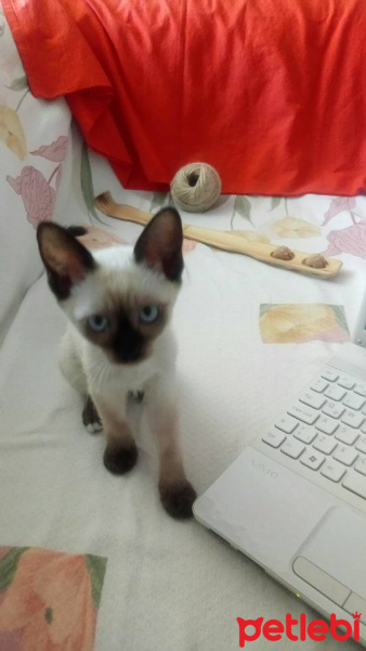Siyam Kedisi, Kedi  şila fotoğrafı
