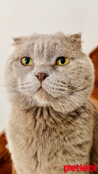 Scottish Fold, Kedi  Paşa fotoğrafı