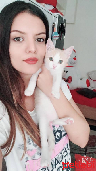 Tekir Kedi, Kedi  lina fotoğrafı