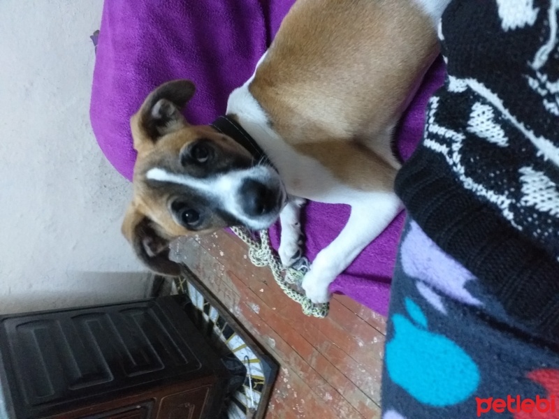 Jack Russell Terrier, Köpek  Lokum fotoğrafı