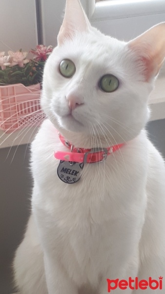 Van Kedisi, Kedi  MELEK. fotoğrafı