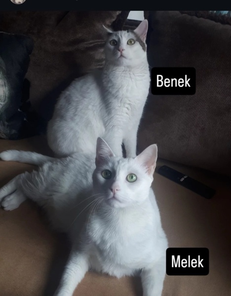 Van Kedisi, Kedi  MELEK. fotoğrafı