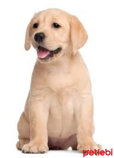Labrador Retriever, Köpek  Roxy fotoğrafı