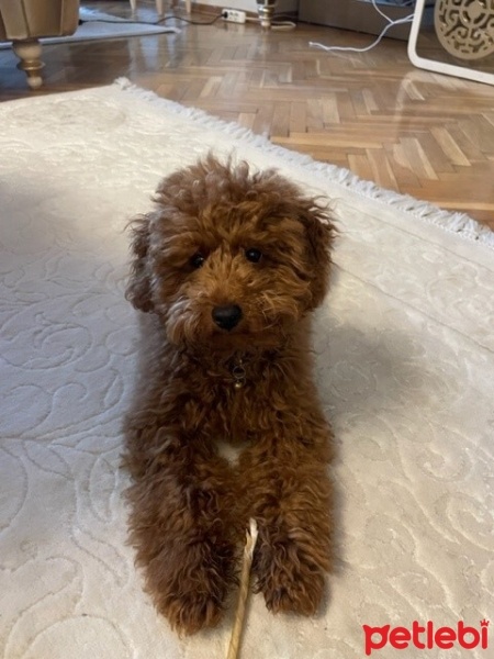 Poodle(Standart Kaniş), Köpek  Whisky fotoğrafı
