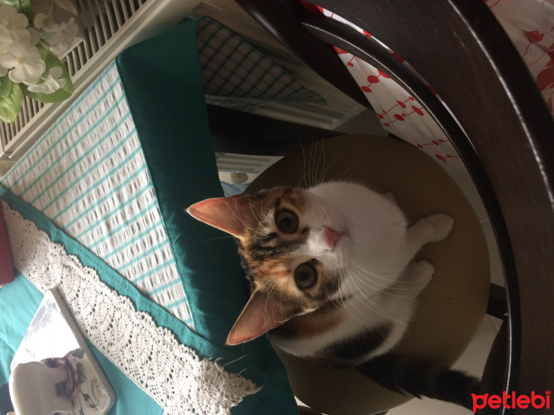 Tekir Kedi, Kedi  Finduk fotoğrafı