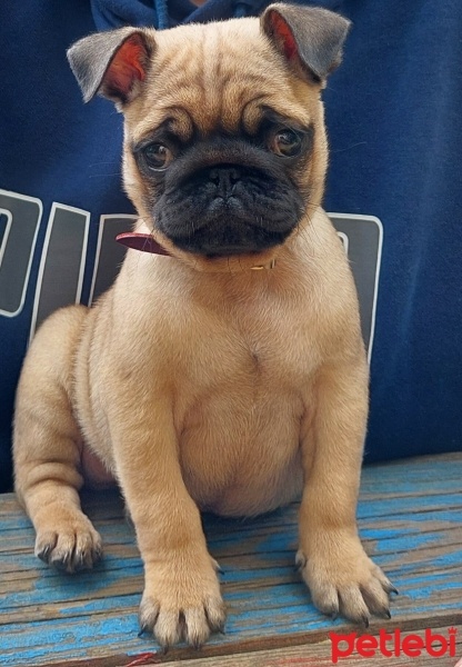 Pug, Köpek  Pablo fotoğrafı