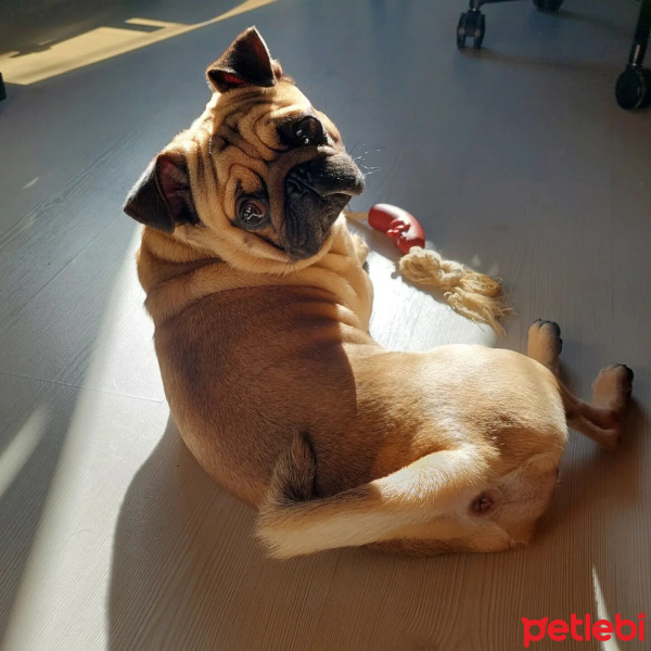 Pug, Köpek  Pablo fotoğrafı