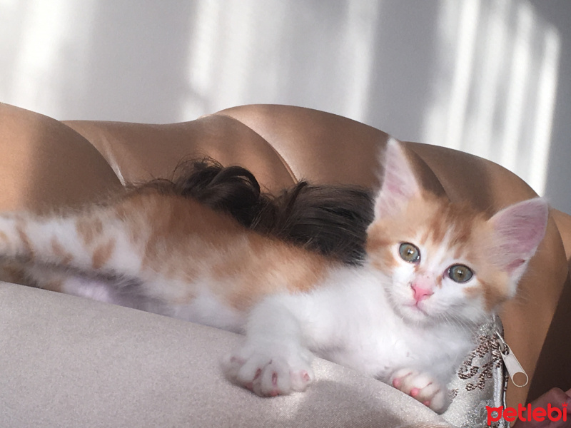 Soke, Kedi  Tira fotoğrafı