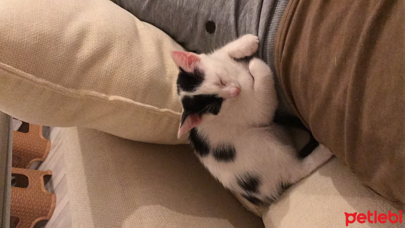 Tekir Kedi, Kedi  Cazibe fotoğrafı