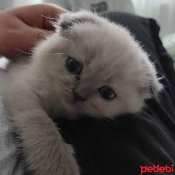 Scottish Fold, Kedi  SCOTTİSH FOLD BEYAZ YAVRU fotoğrafı