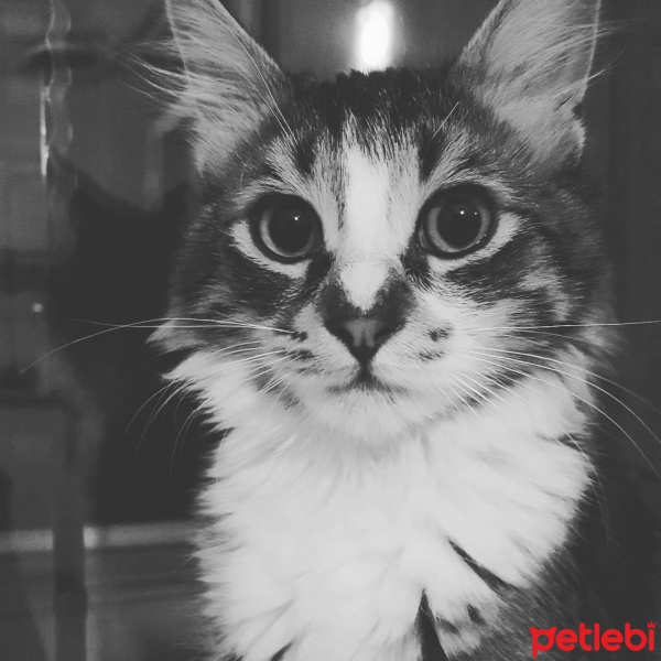 Tekir Kedi, Kedi  Venüs fotoğrafı