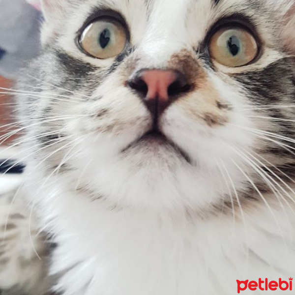 Tekir Kedi, Kedi  Venüs fotoğrafı