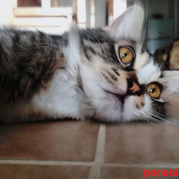 Tekir Kedi, Kedi  Venüs fotoğrafı