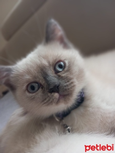 British Shorthair, Kedi  Mia fotoğrafı