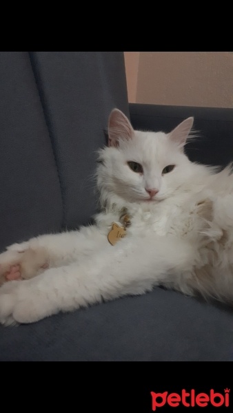 Ankara Kedisi, Kedi  Luna fotoğrafı