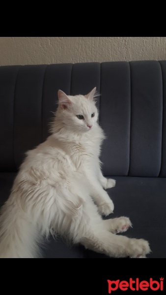 Ankara Kedisi, Kedi  Luna fotoğrafı