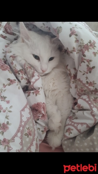 Ankara Kedisi, Kedi  Luna fotoğrafı