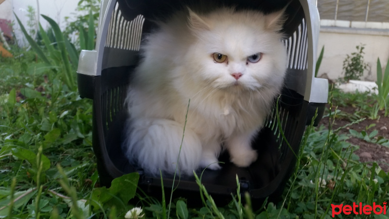 İran Kedisi (Persian), Kedi  Sakız  fotoğrafı