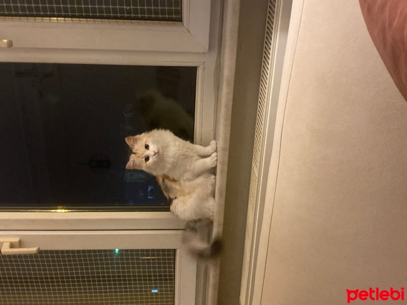 Tekir Kedi, Kedi  Çiko fotoğrafı